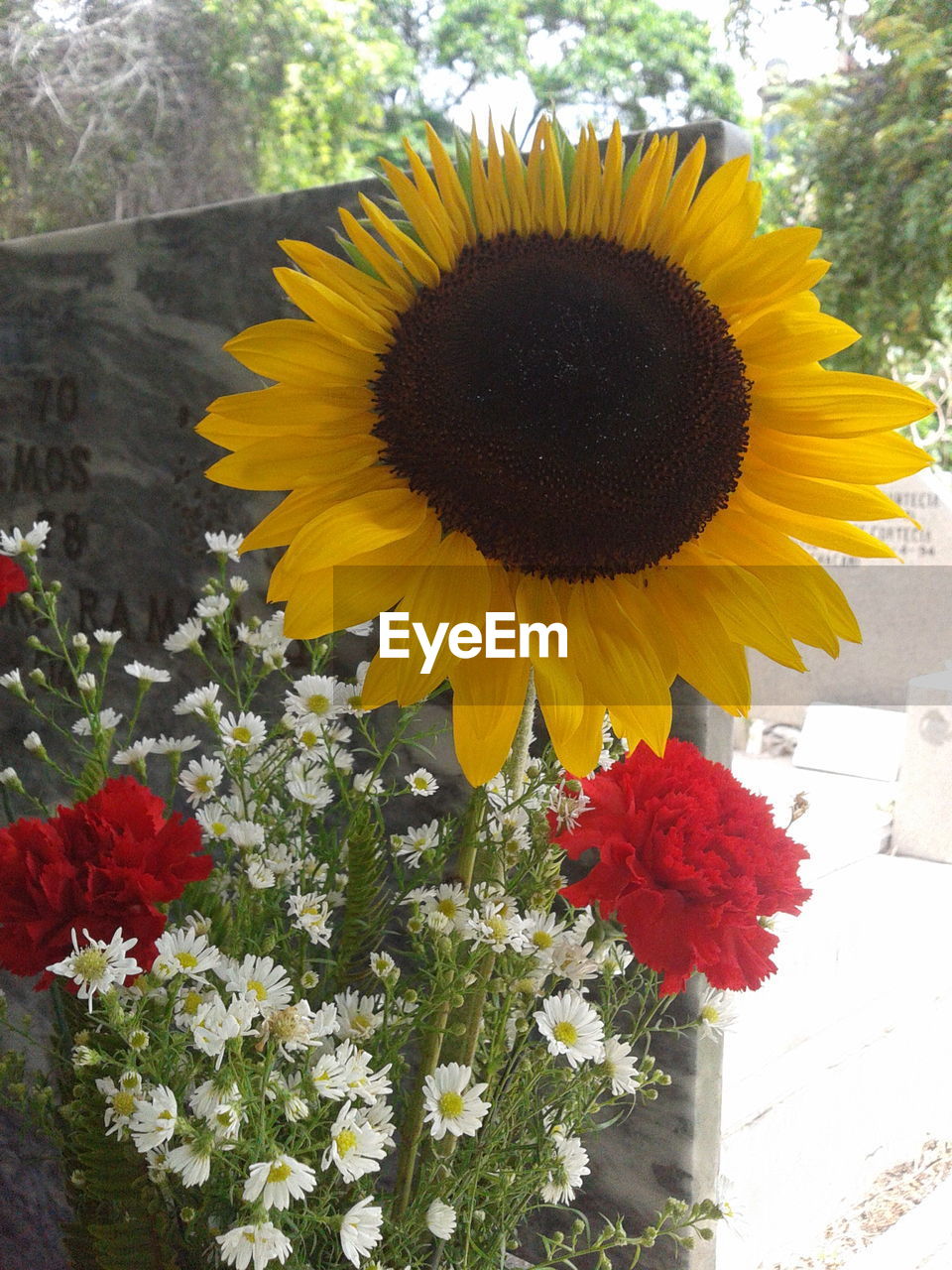 CLOSE-UP OF FRESH SUNFLOWER BLOOMING IN PARK