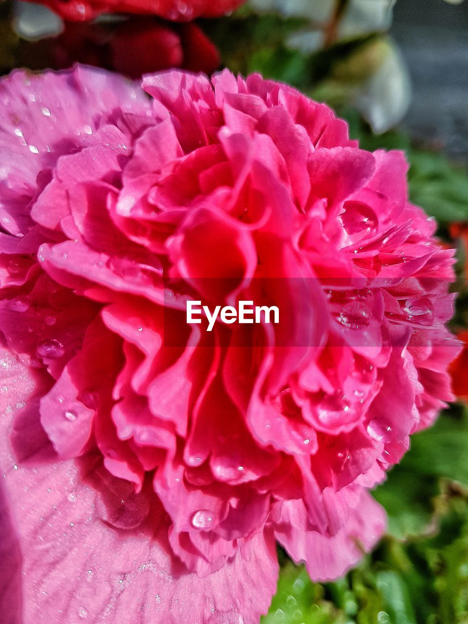 CLOSE-UP OF PINK FLOWERS