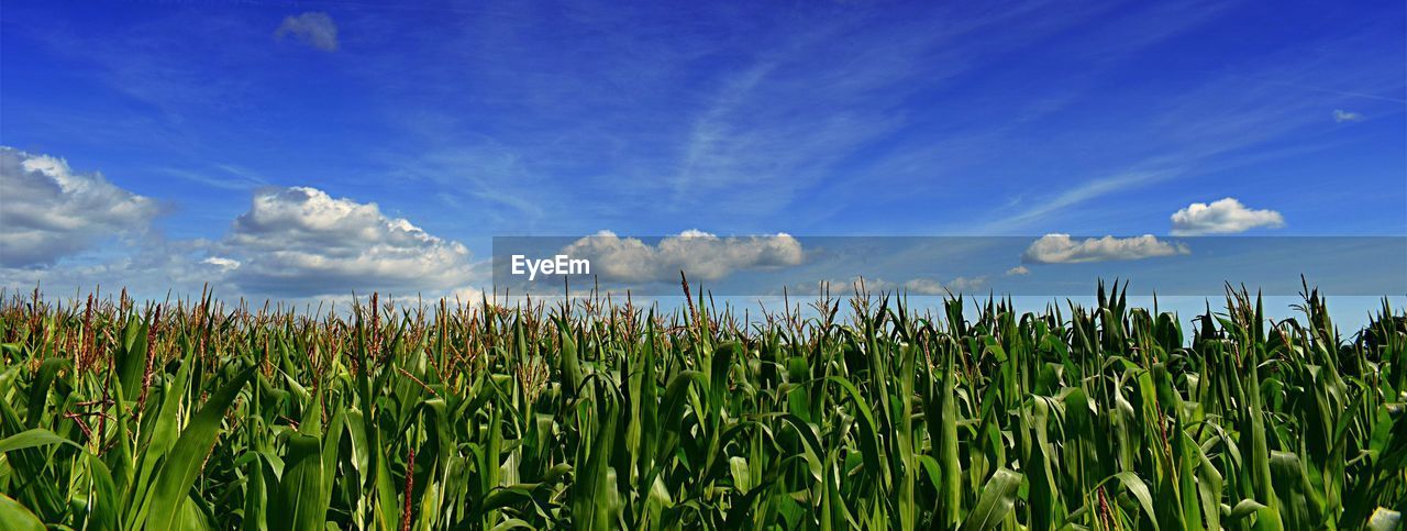 Panoramic view of crops against sky