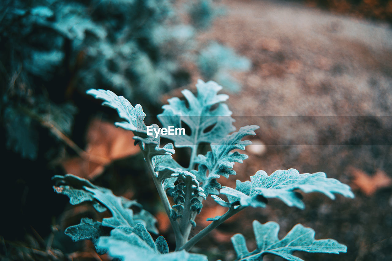 Close-up of frost on plant