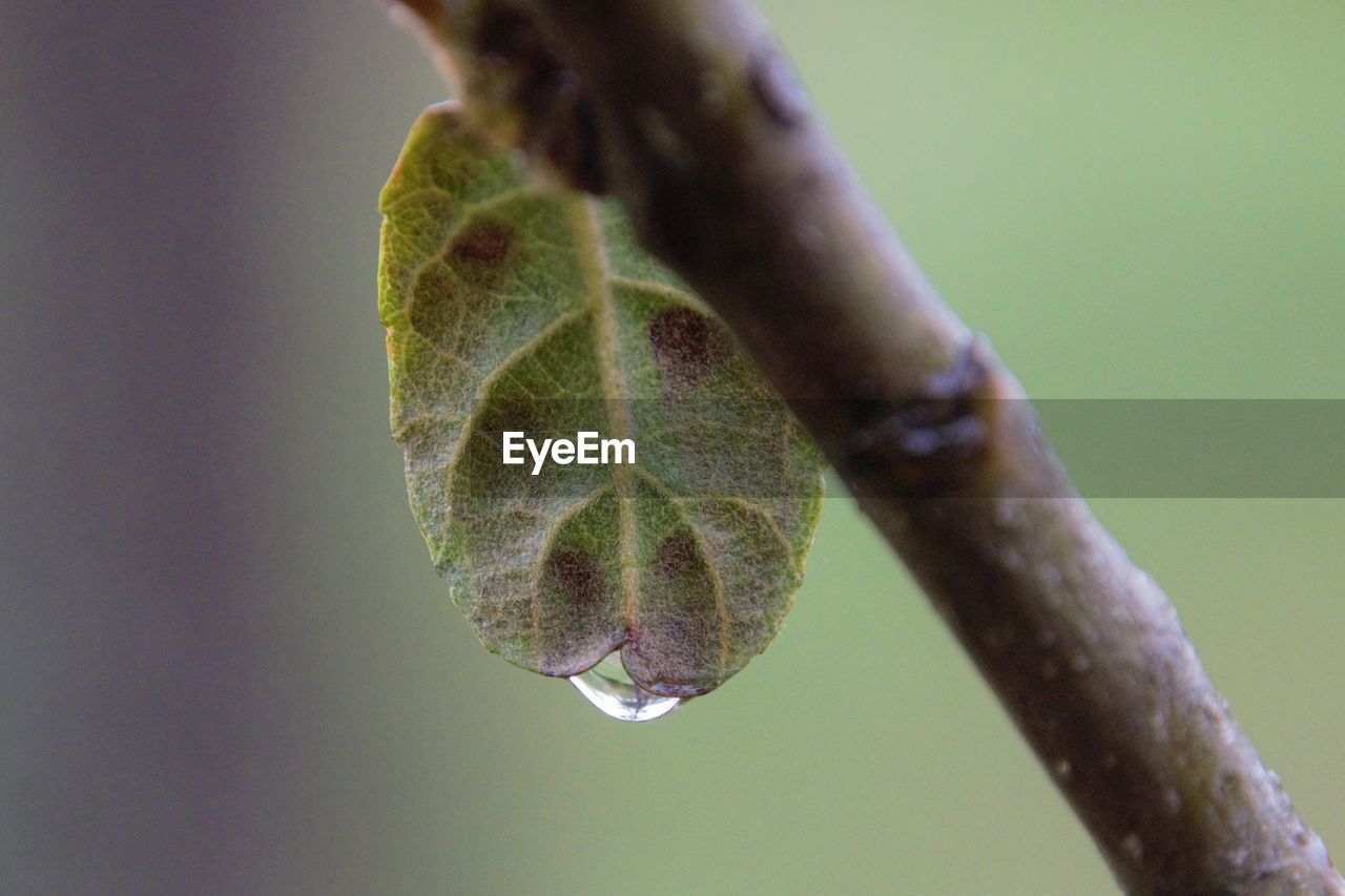 CLOSE-UP OF WATER DROPS ON PLANT