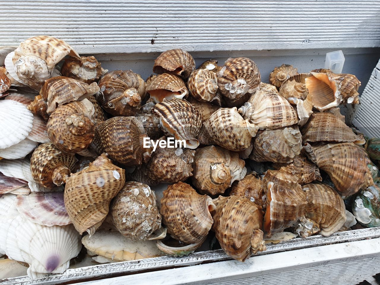 HIGH ANGLE VIEW OF SHELLS AT MARKET STALL