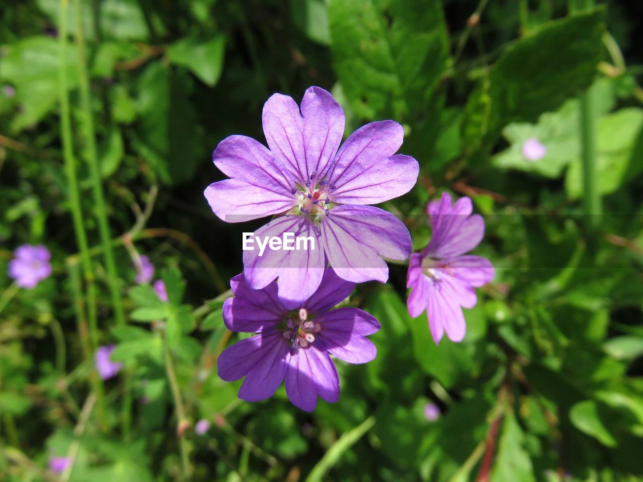 Close-up of purple flowers blooming outdoors