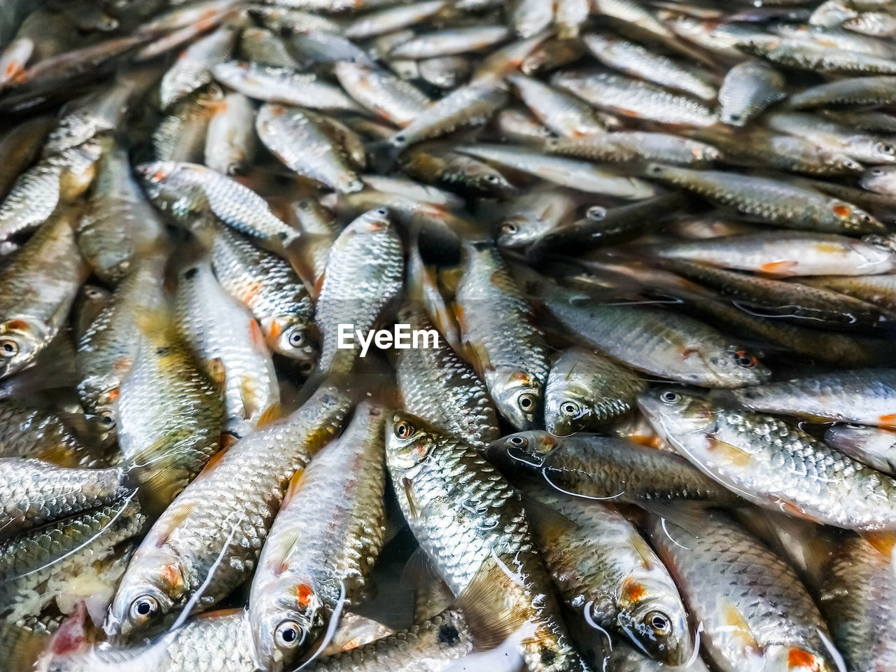 FULL FRAME SHOT OF FISH FOR SALE