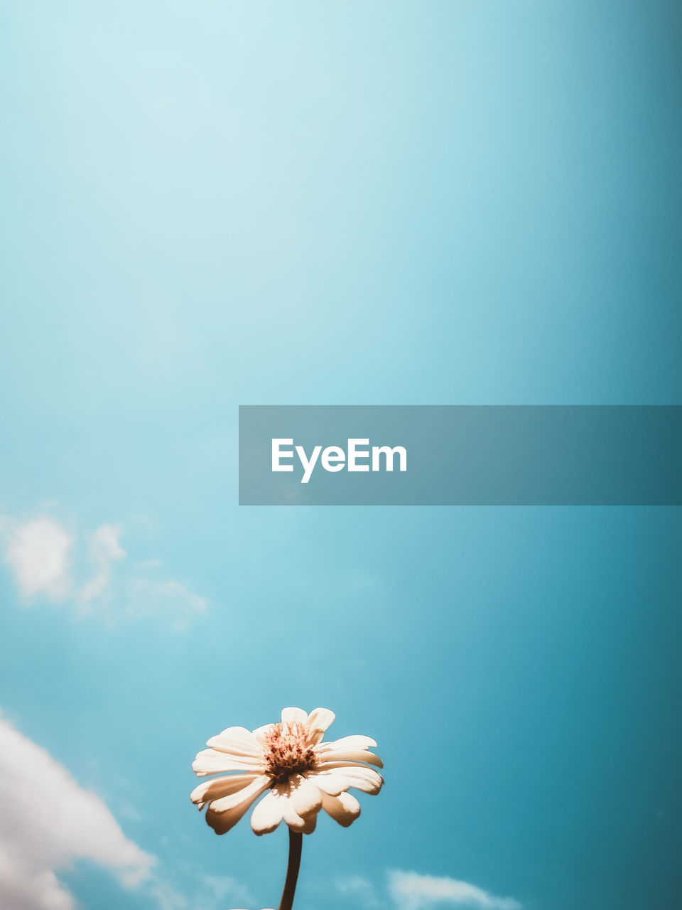 CLOSE-UP OF WHITE FLOWER AGAINST BLUE SKY