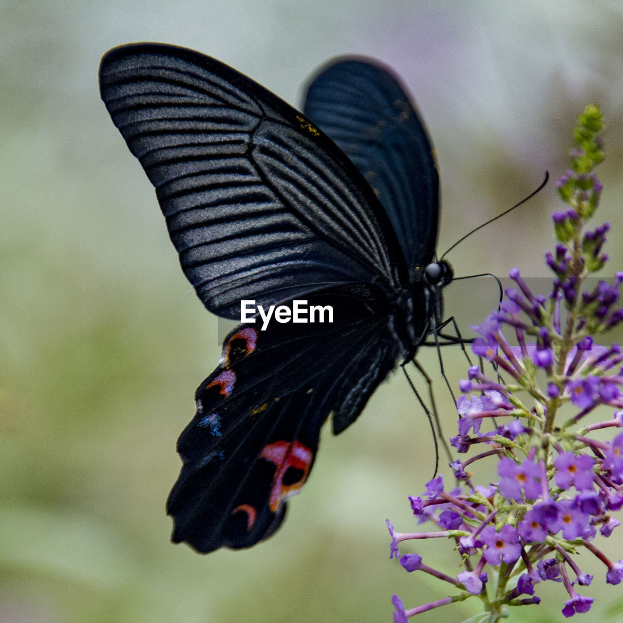 Close-up of butterfly pollinating on flower