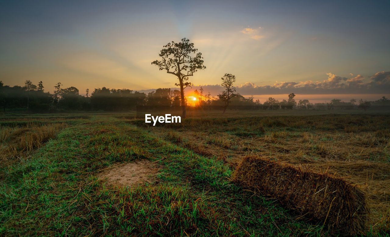 landscape, plant, sky, environment, nature, morning, field, land, agriculture, rural scene, sunrise, scenics - nature, tree, beauty in nature, grass, sun, sunlight, crop, tranquility, dawn, horizon, cloud, farm, twilight, no people, tranquil scene, fog, cereal plant, growth, sunbeam, rural area, outdoors, hill, idyllic, meadow, plain, food, orange color, non-urban scene, food and drink, social issues, autumn, summer, multi colored, freshness, back lit, gold, lens flare, green