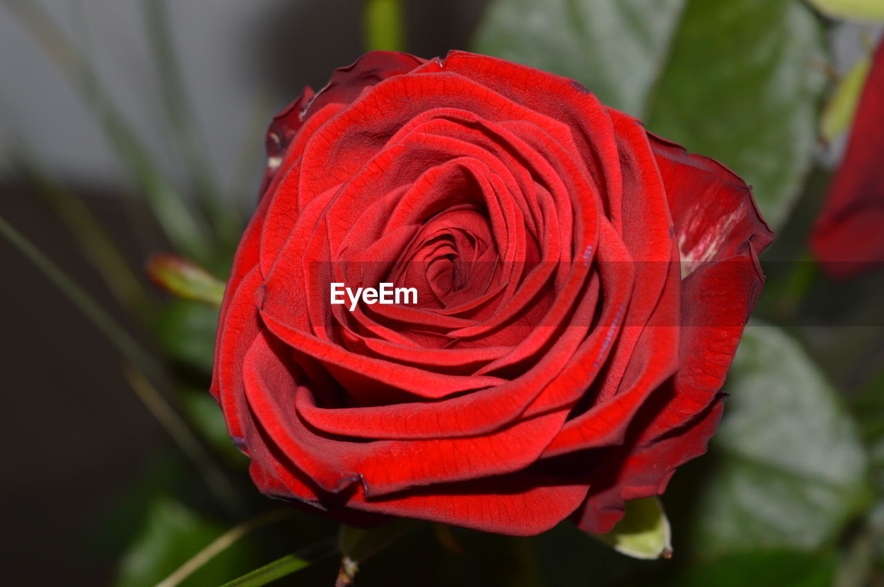 CLOSE-UP OF ROSE BLOOMING OUTDOORS