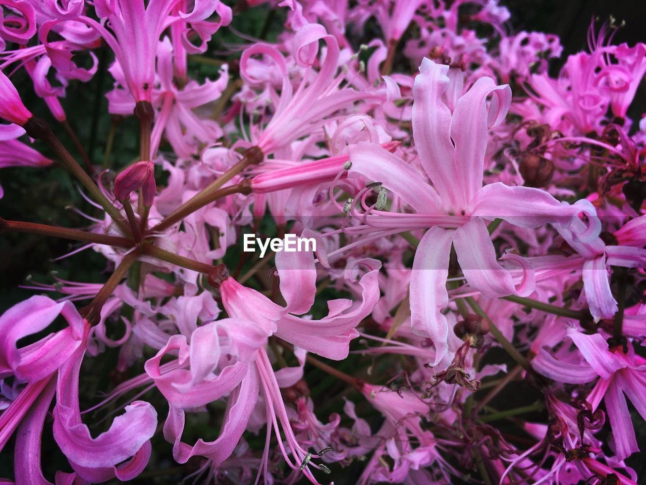 Close-up of purple flowers