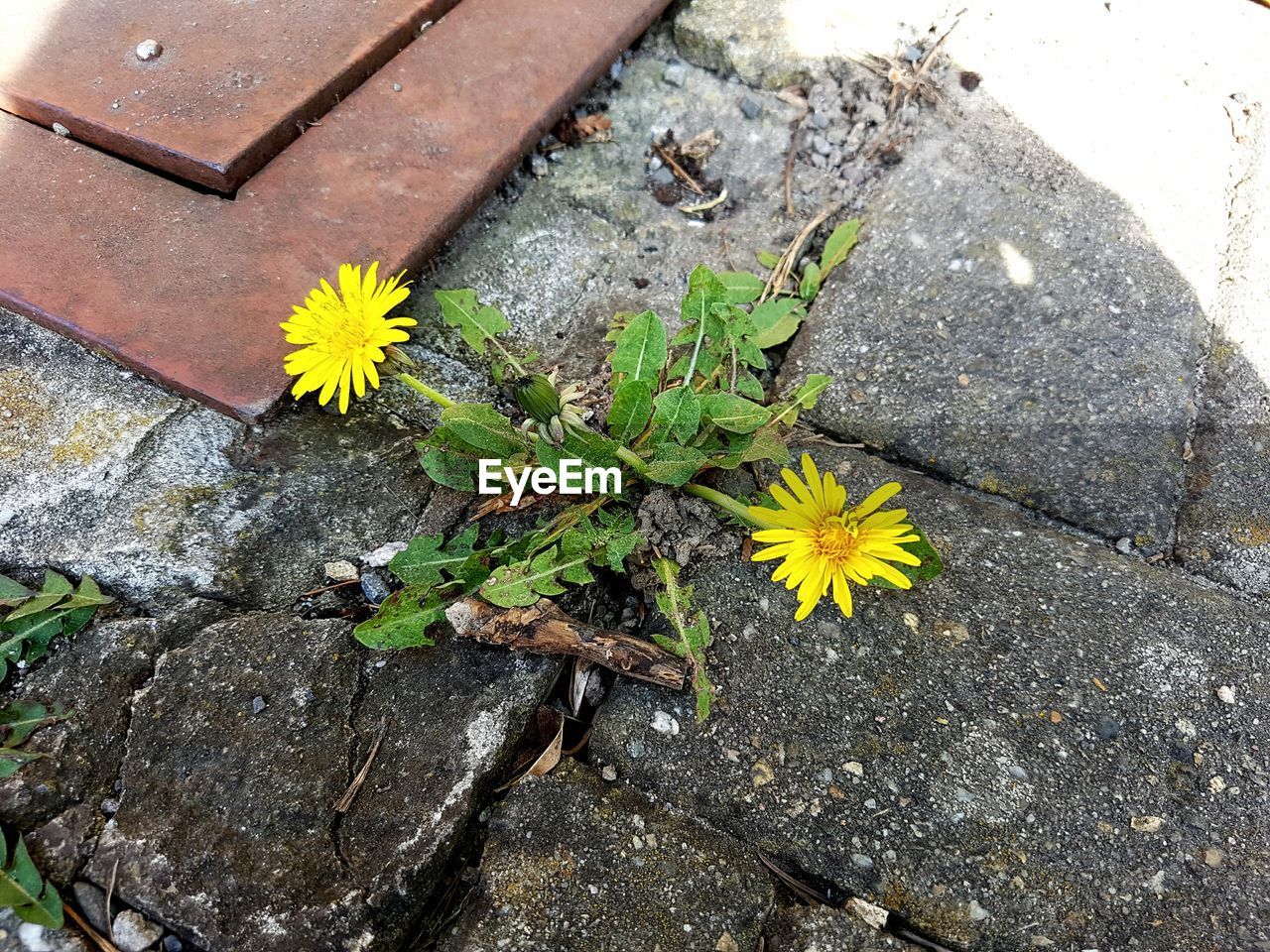 CLOSE-UP OF YELLOW FLOWERS