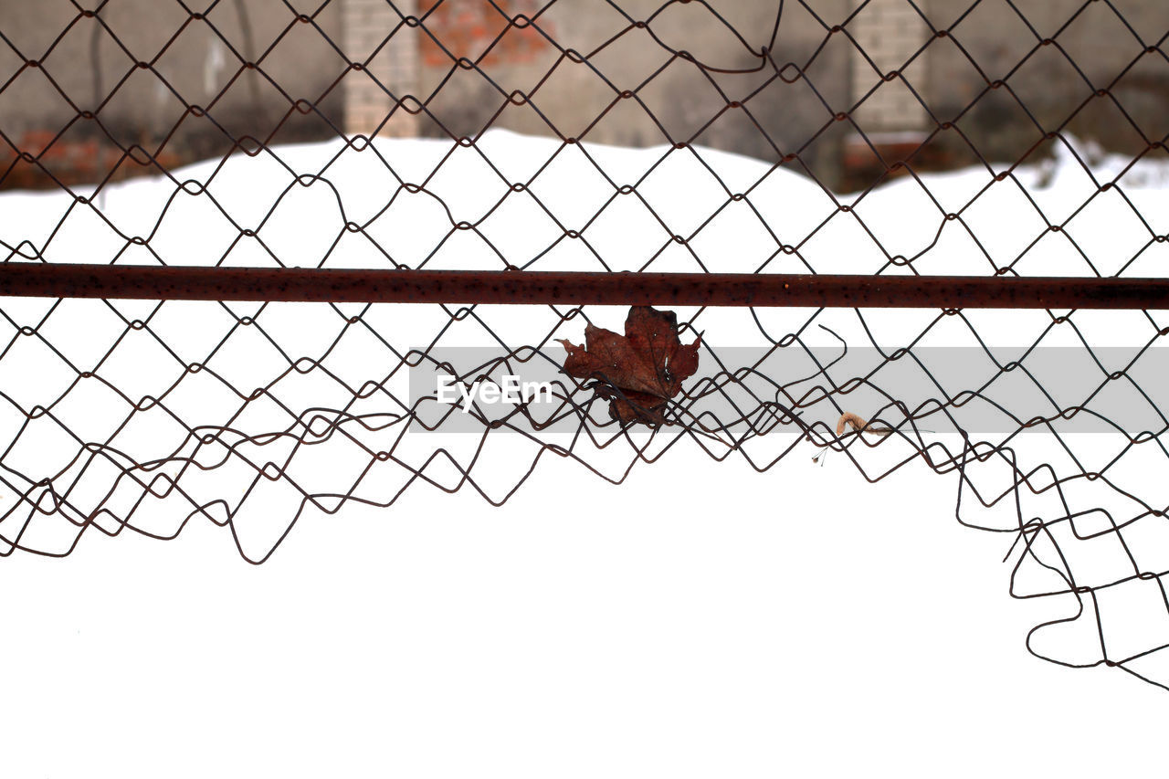 fence, line, chainlink fence, security, animal themes, nature, protection, animal, no people, iron, wire fencing, sky, day, outdoors, wire, architecture, net, one animal, animal wildlife, wildlife, metal