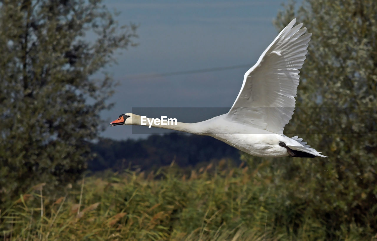 Bird flying in the sky