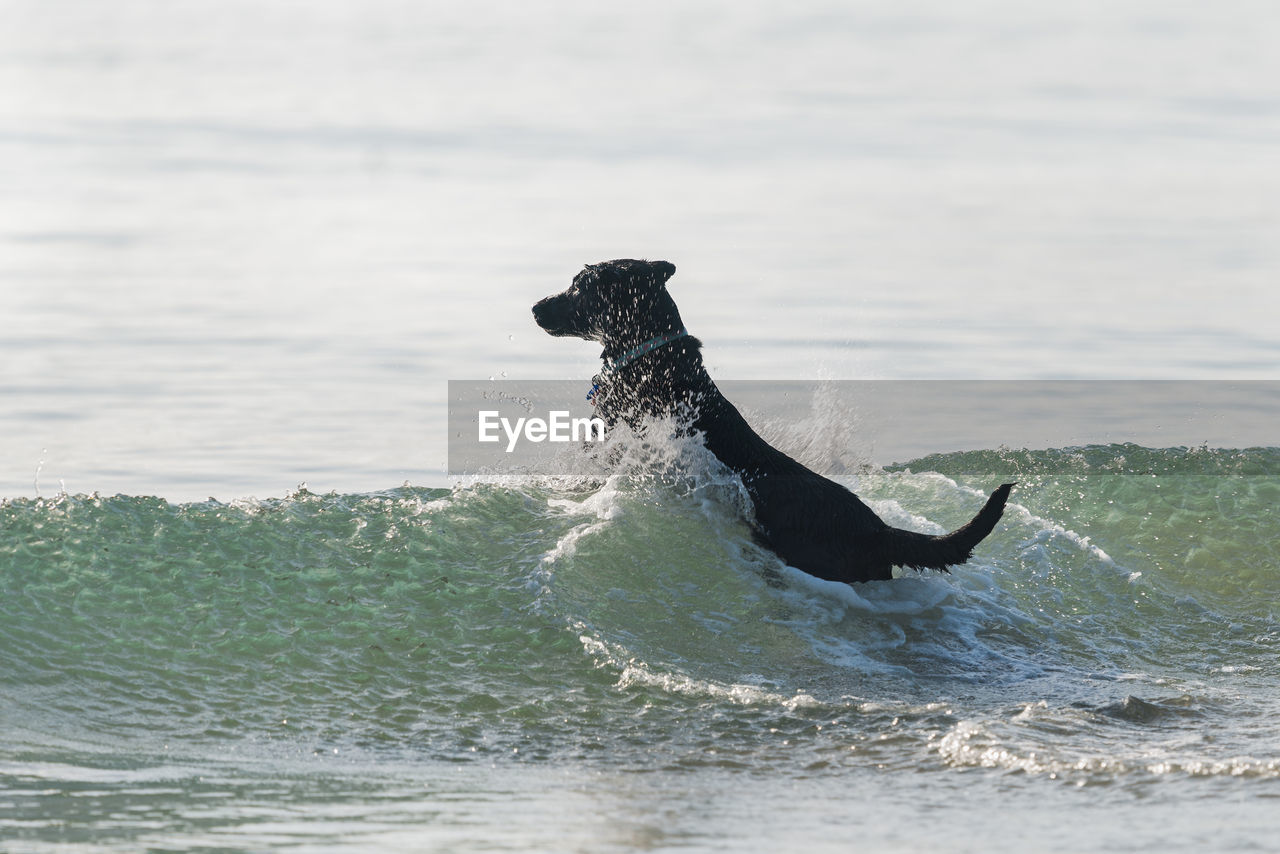 VIEW OF DOG ON SEA