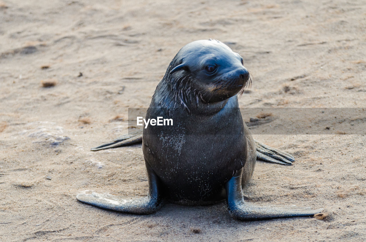 SEA LION ON SAND AT BEACH