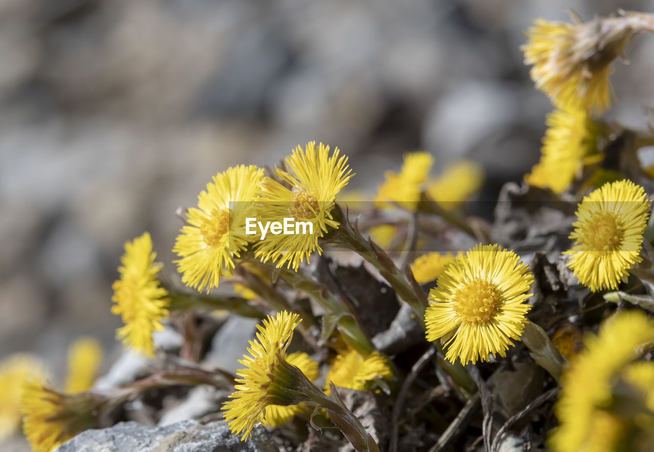 yellow, flower, plant, flowering plant, beauty in nature, nature, freshness, growth, macro photography, close-up, flower head, no people, wildflower, fragility, focus on foreground, day, inflorescence, outdoors, botany, selective focus, springtime, land, petal, blossom, environment