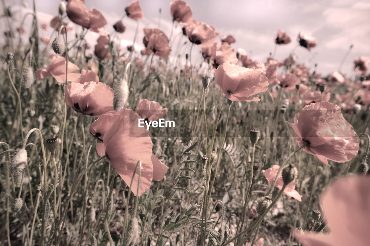 Close-up of pink flowering plants on field