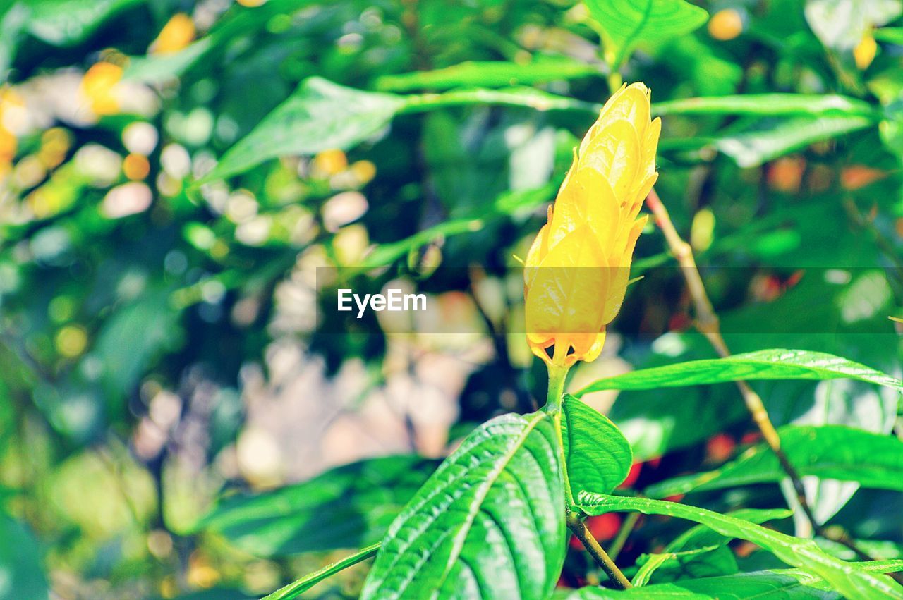 CLOSE-UP OF INSECTS ON PLANT