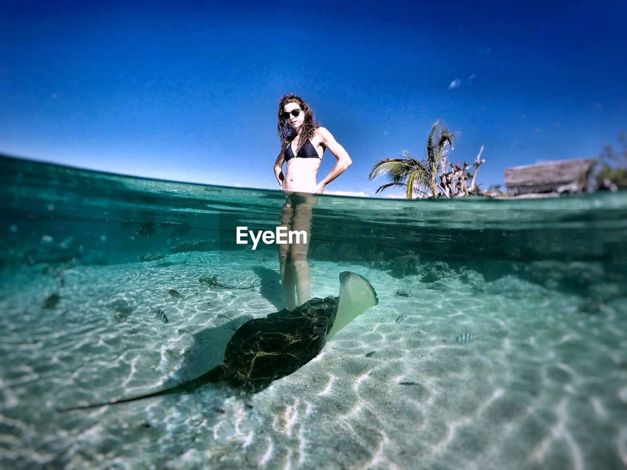 Young woman standing by stingray in sea against clear blue sky