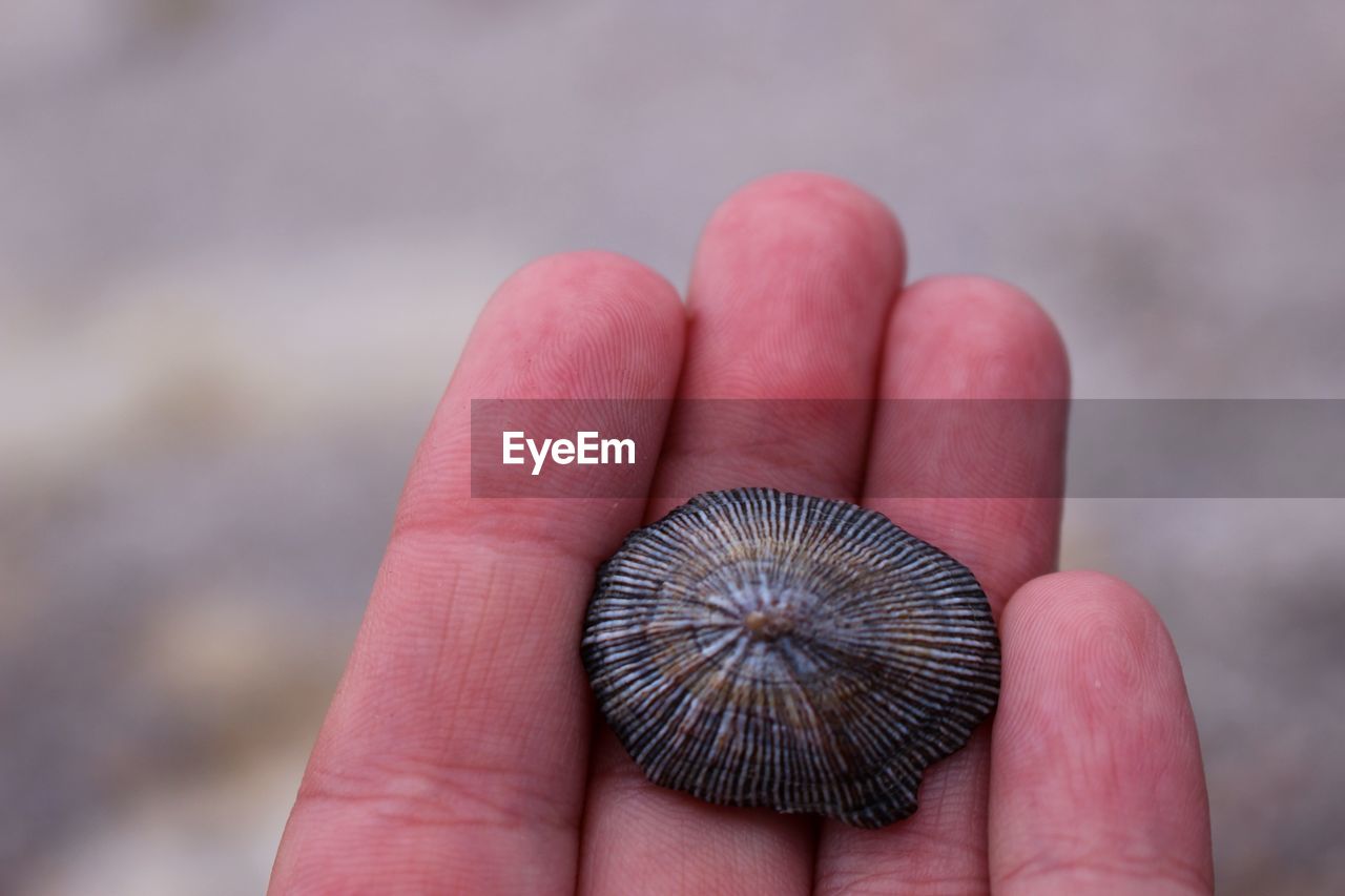 High angle view of person showing animal shells