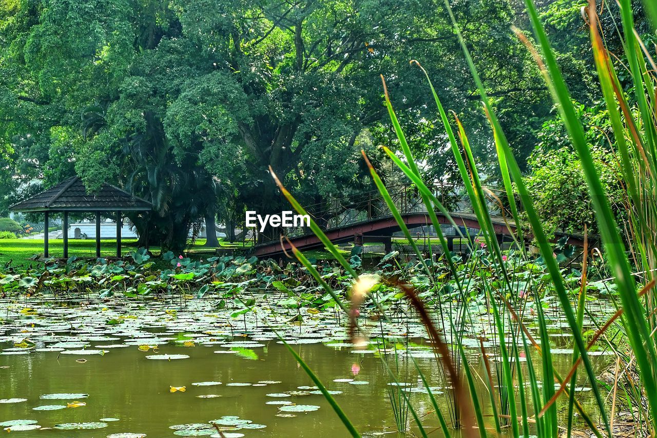 PLANTS GROWING IN LAKE