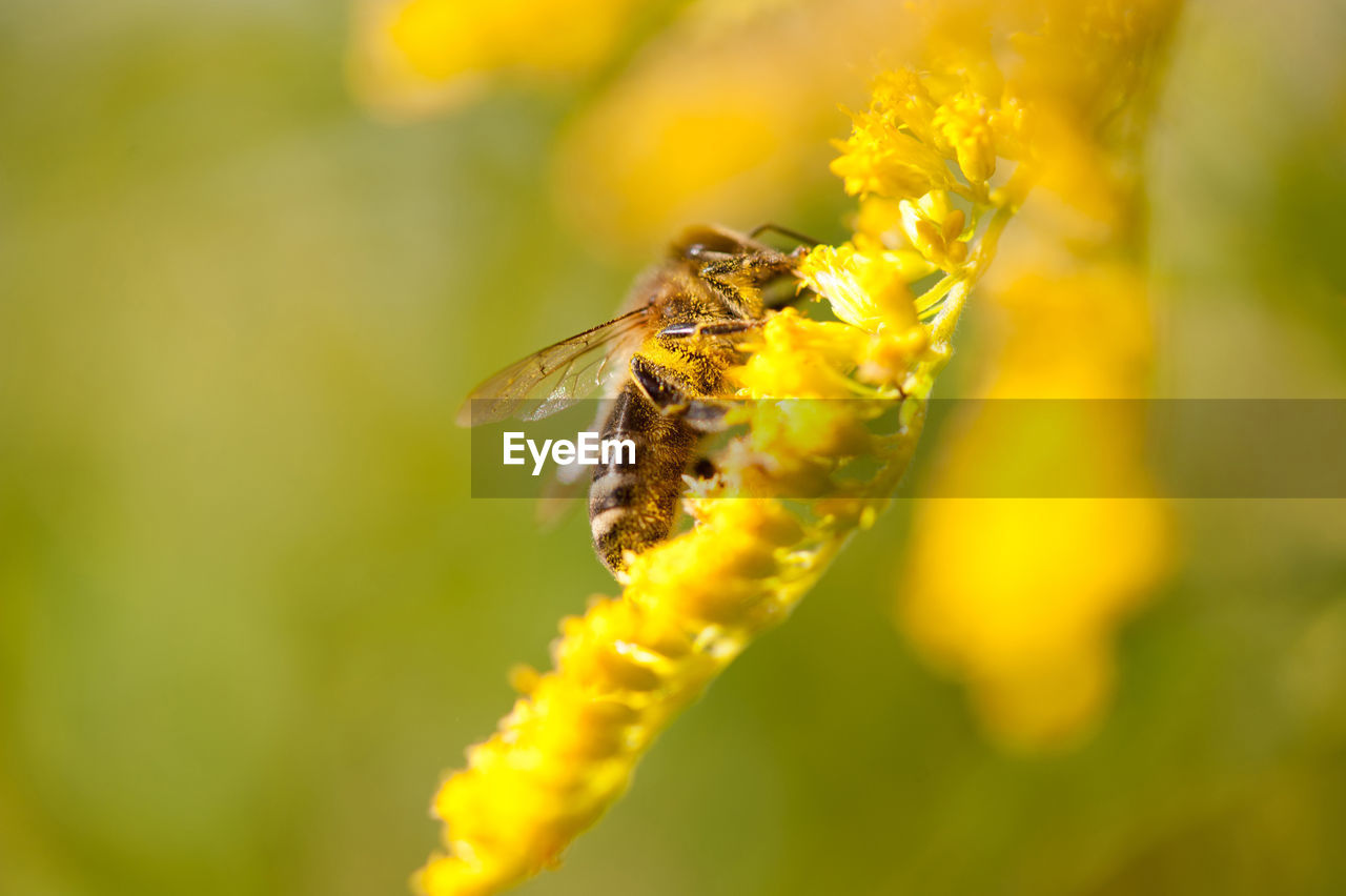 CLOSE-UP OF BEE ON PLANT