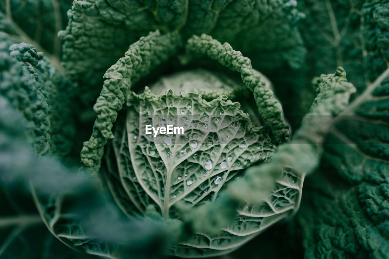 Close-up of vegetables growing in garden