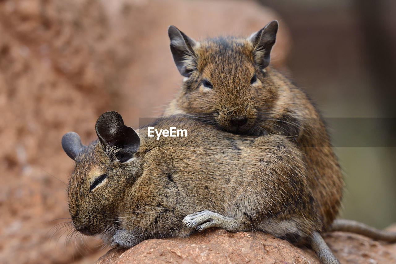 Close-up of two common degus cuddling 