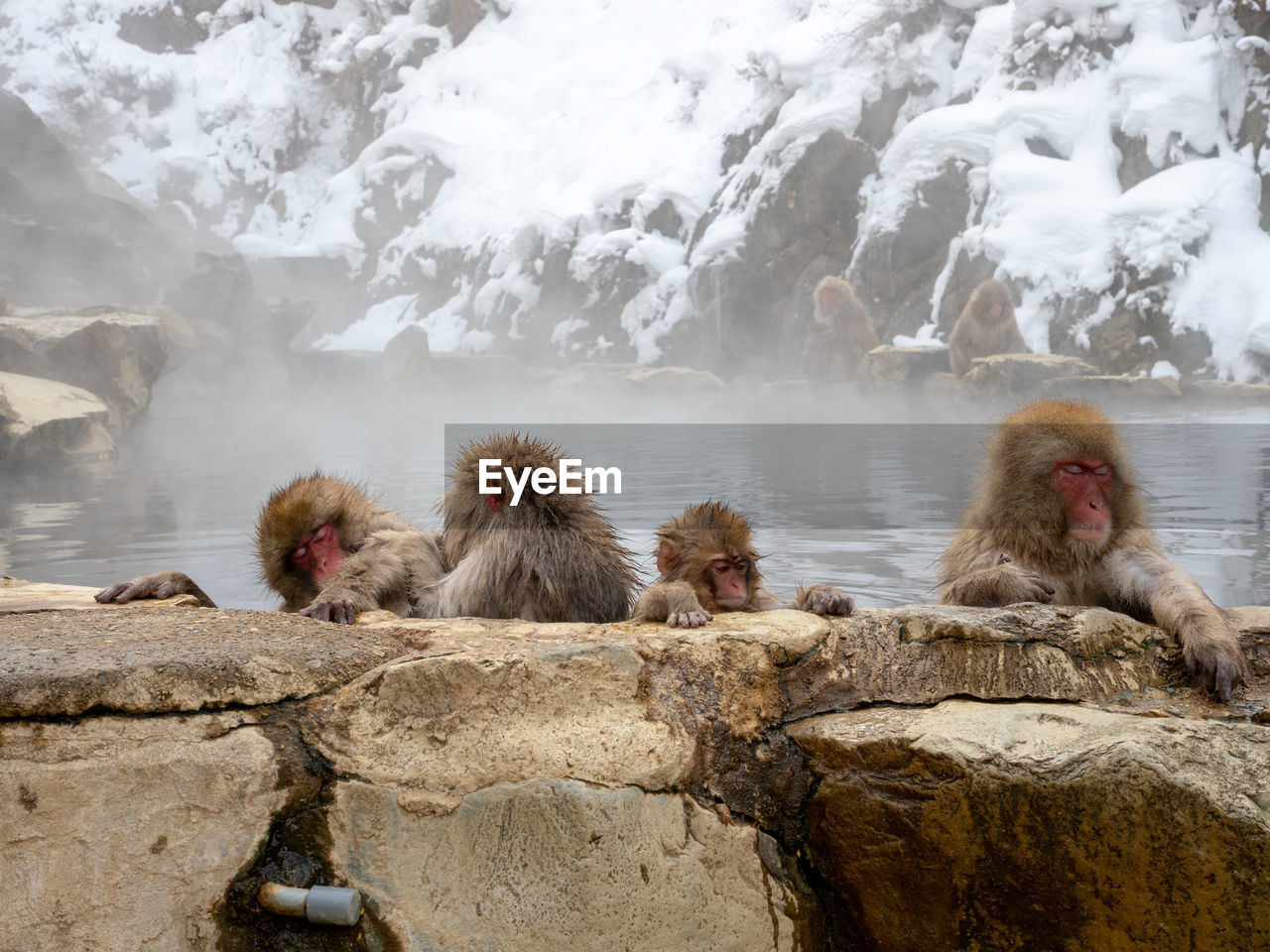 Japanese snow monkey in hot spring