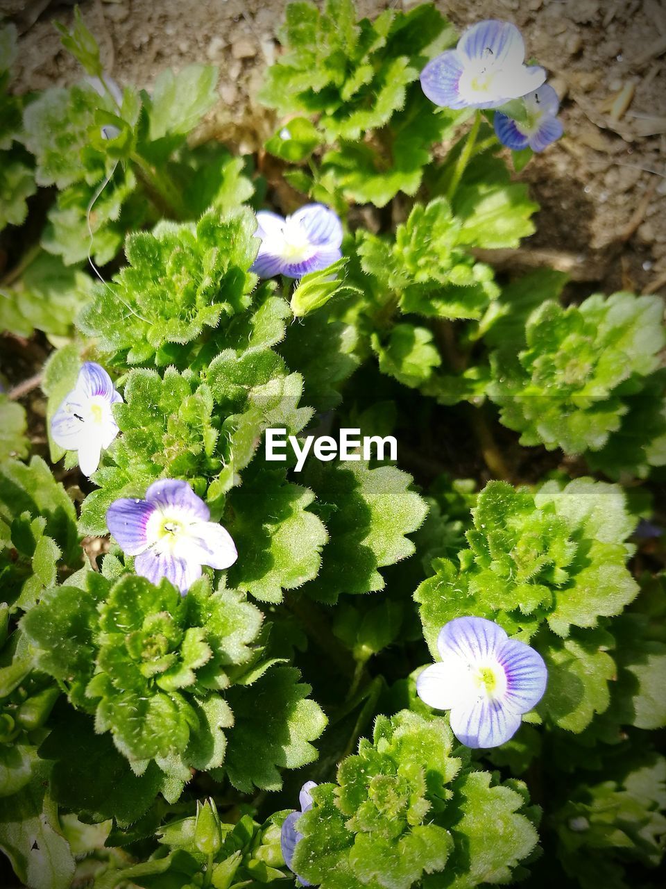 CLOSE-UP OF PURPLE FLOWERS BLOOMING IN PLANT