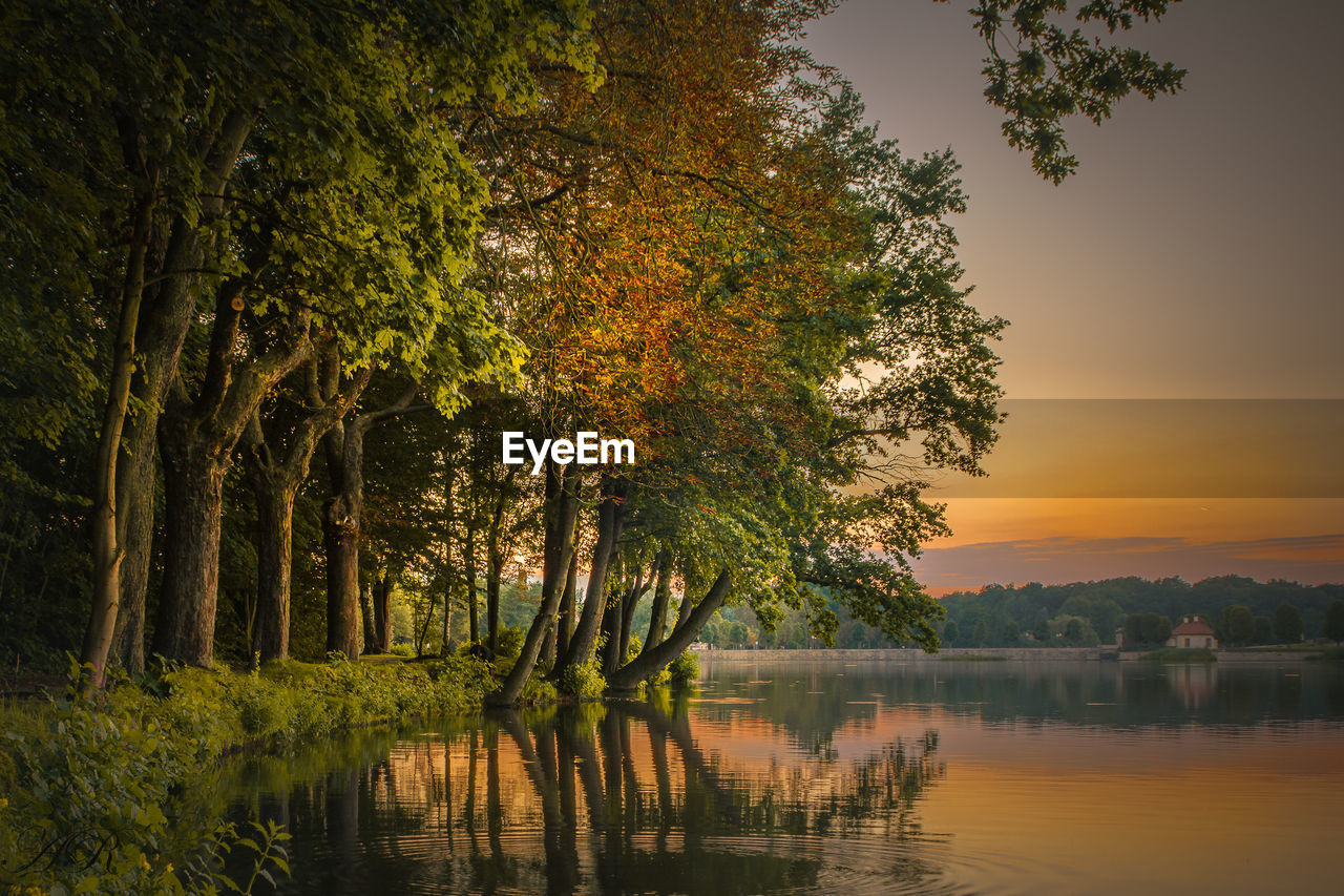 TREES BY LAKE DURING SUNSET