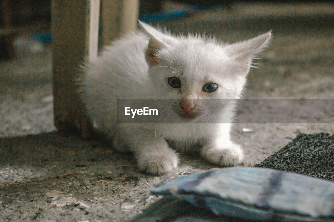 CLOSE-UP OF WHITE CAT SITTING ON THE FLOOR