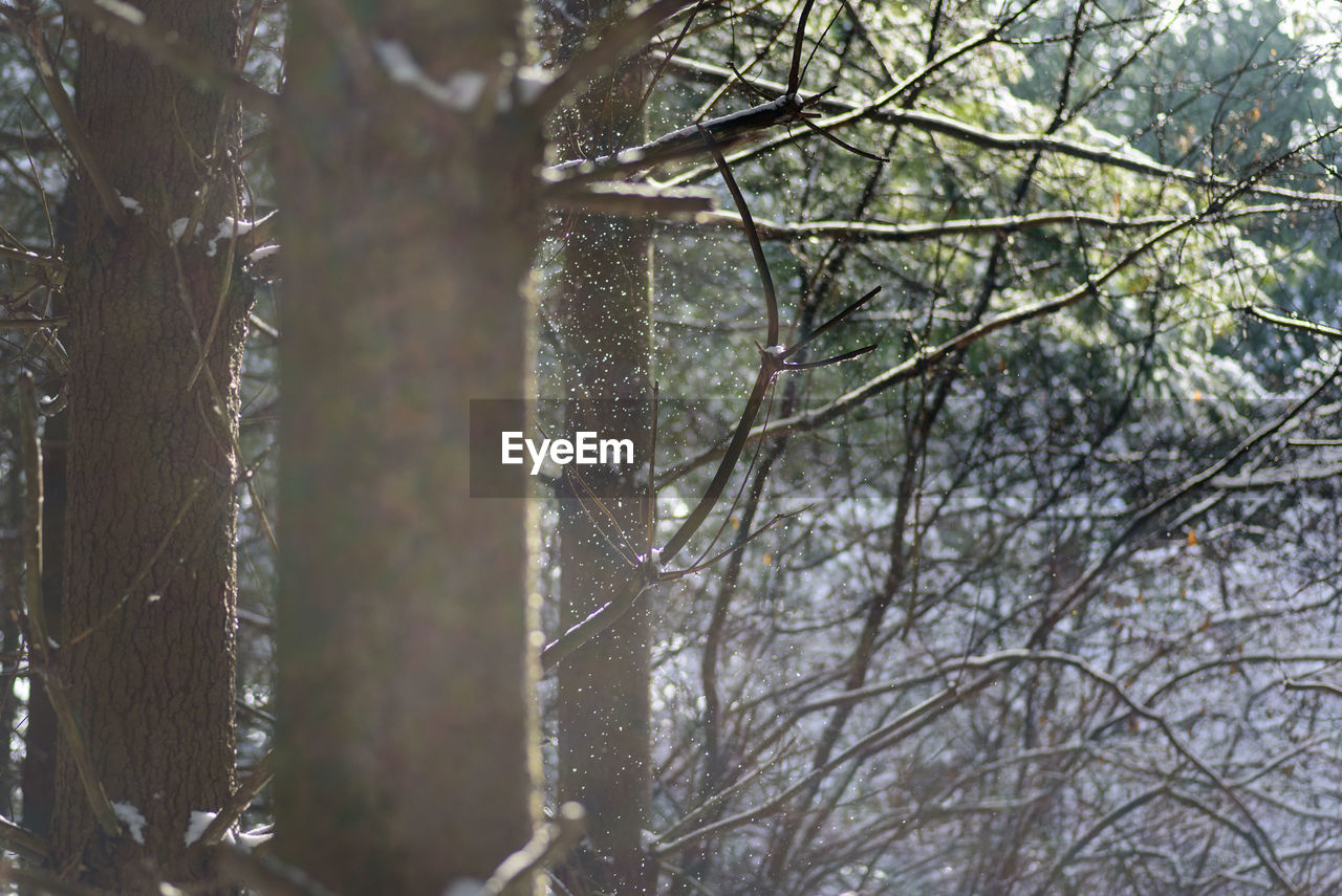 CLOSE-UP OF BARE TREES IN WINTER