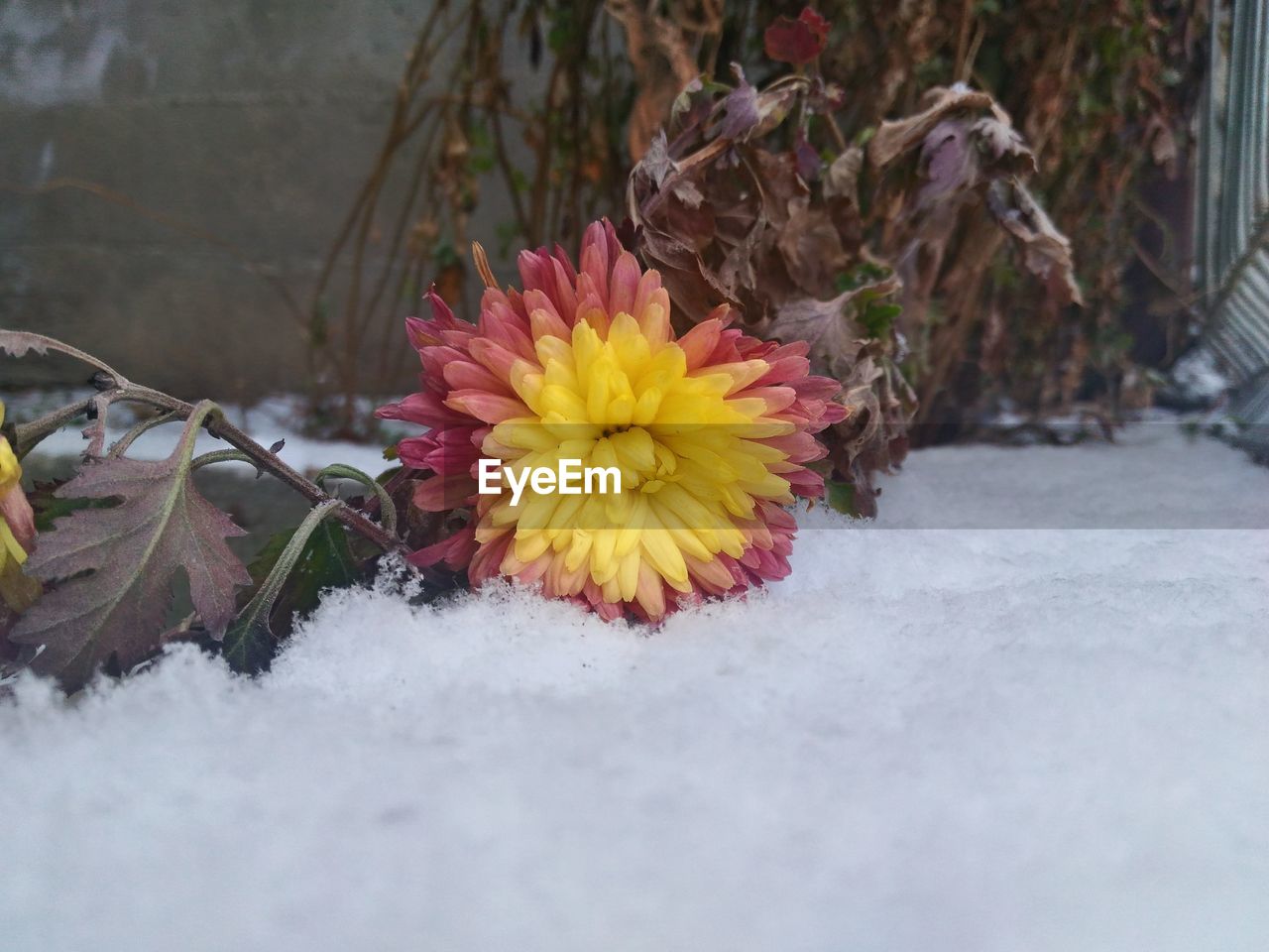 CLOSE-UP OF FLOWERS BLOOMING