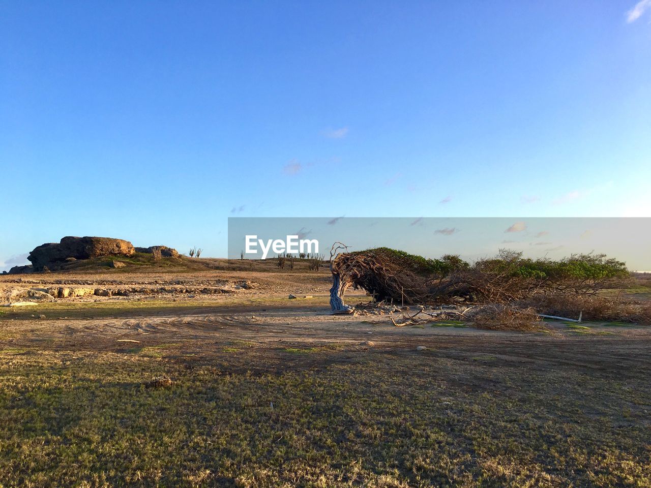 PERSON ON FIELD AGAINST CLEAR SKY