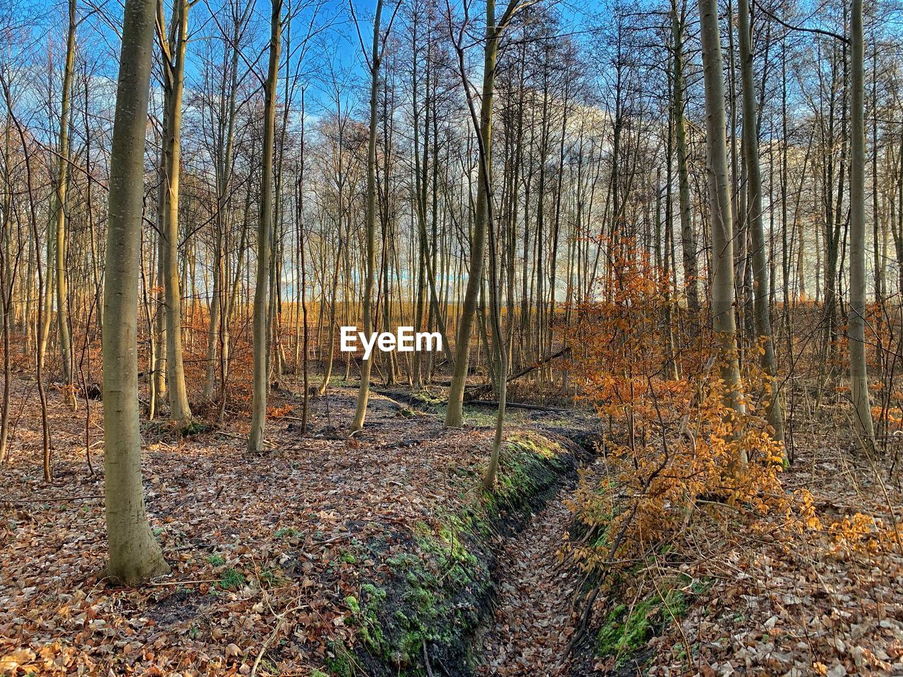 Bare trees in forest during autumn