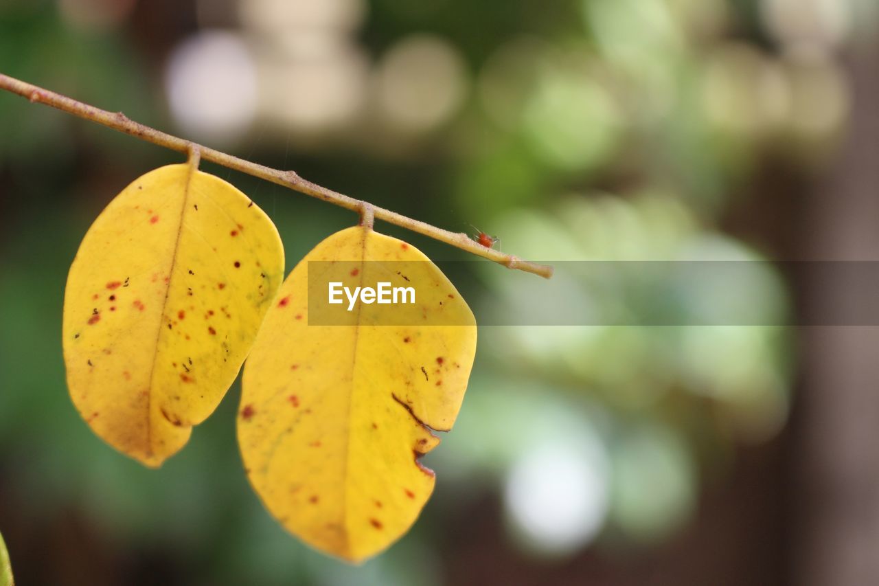 CLOSE-UP OF FRESH YELLOW LEAVES