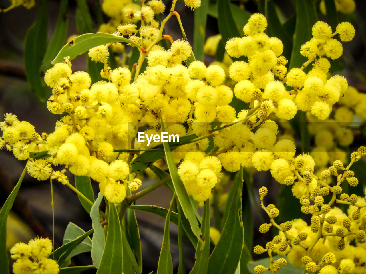 CLOSE-UP OF YELLOW FLOWERS ON PLANT