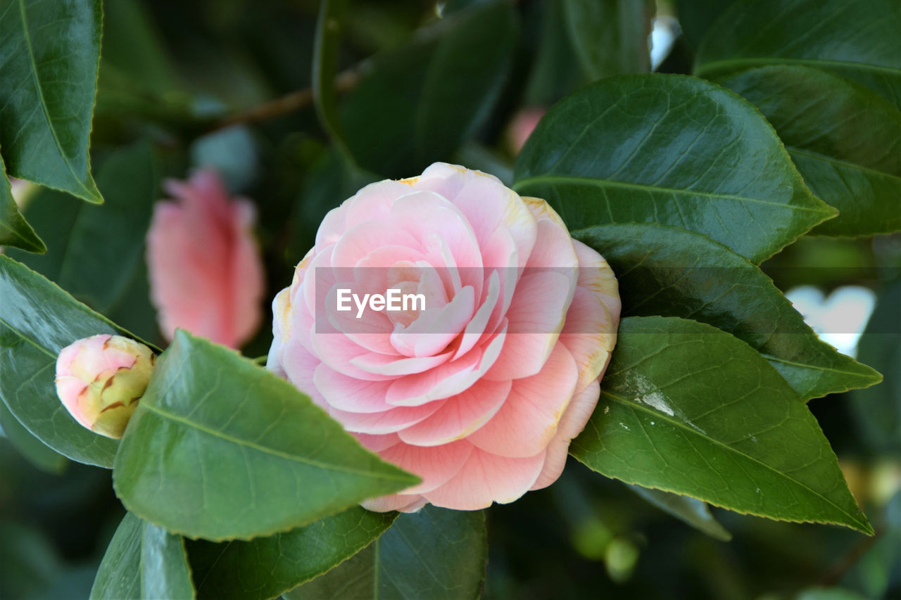 CLOSE-UP OF PINK ROSES