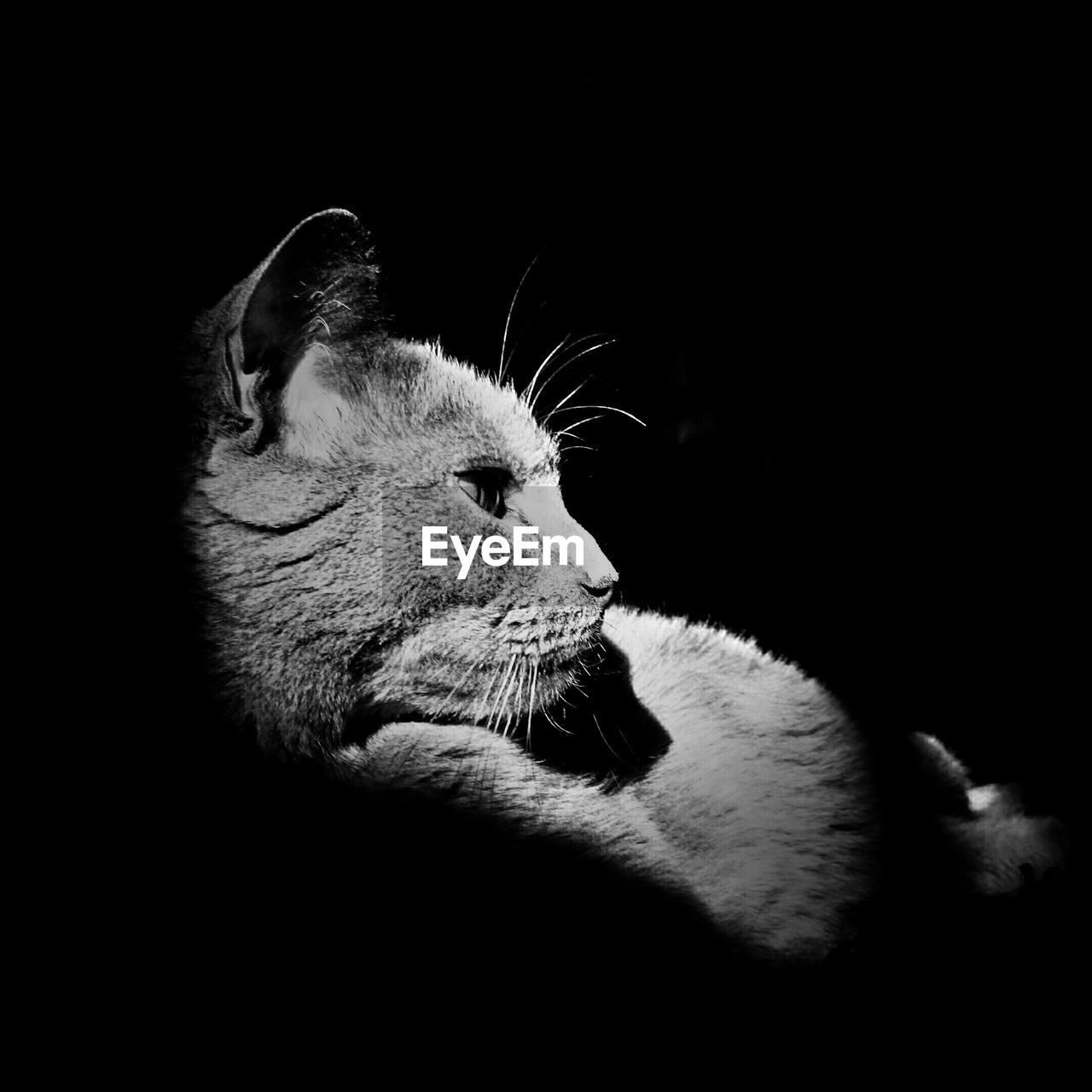 Close-up of cat relaxing in darkroom