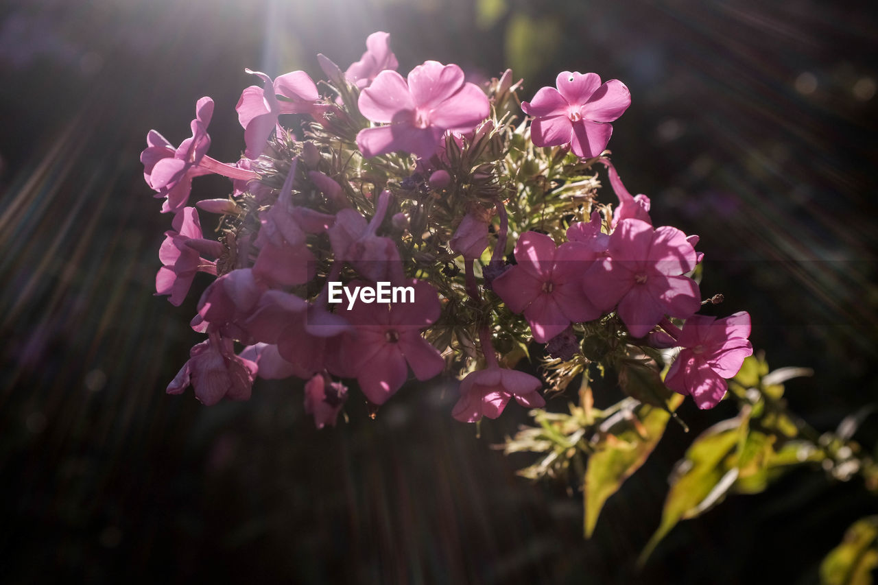 CLOSE-UP OF PINK BLOSSOM