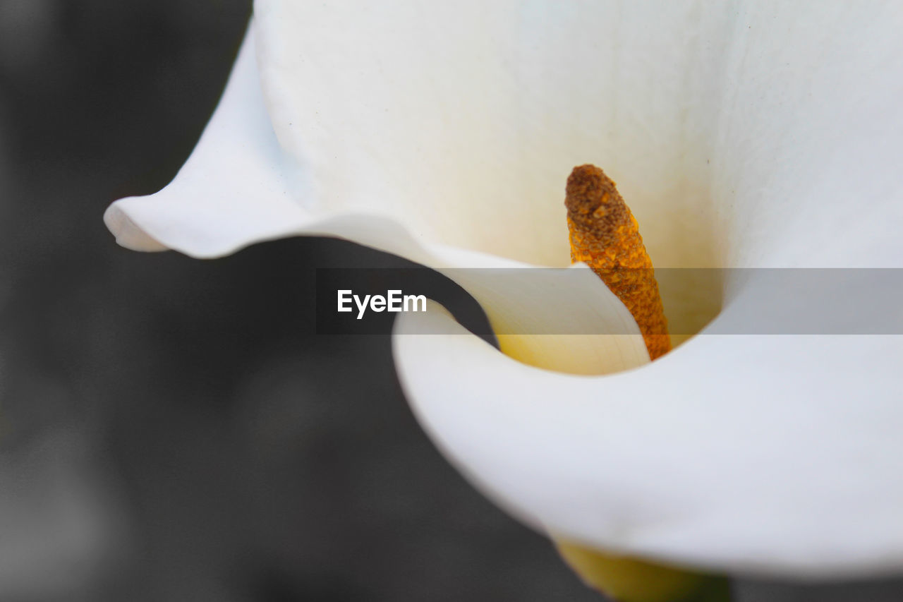 Close-up of white flowers