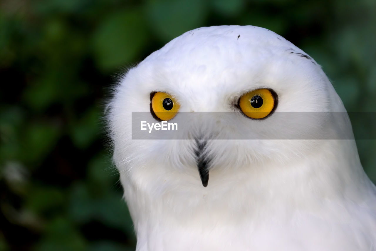 Close-up portrait of an owl