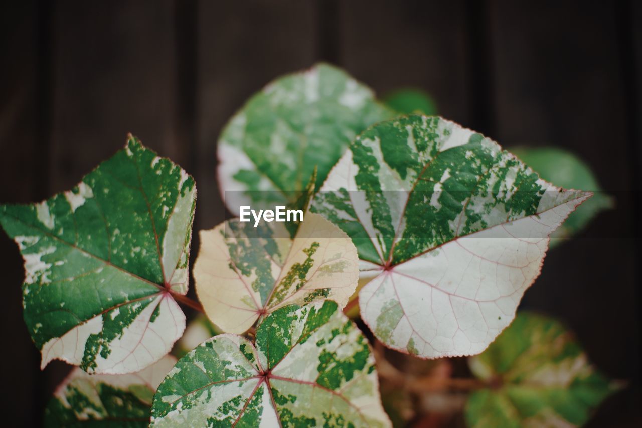 green, leaf, plant part, nature, plant, flower, close-up, tree, no people, macro photography, beauty in nature, focus on foreground, autumn, outdoors, branch, growth, day, plant stem, leaf vein, petal