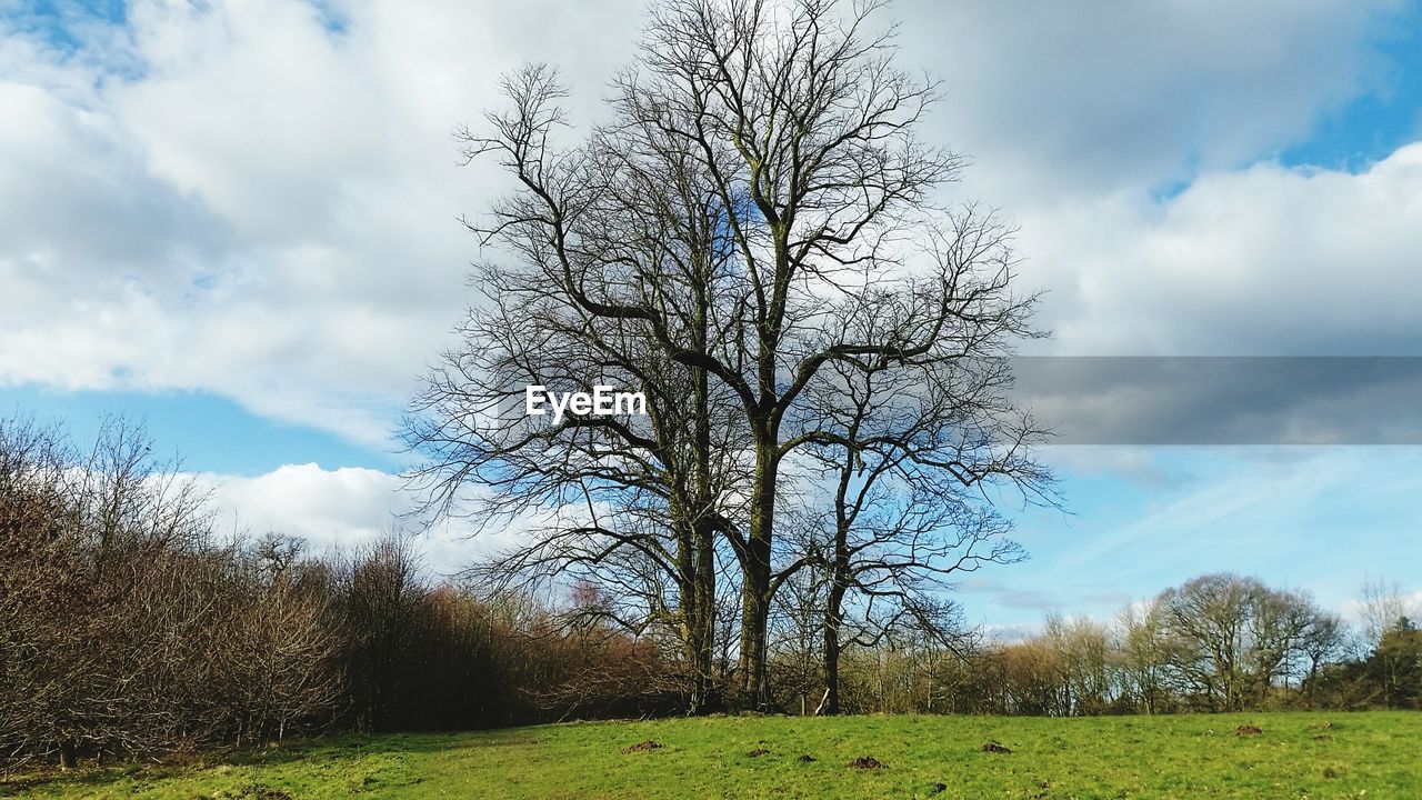 Trees on grassy field against cloudy sky