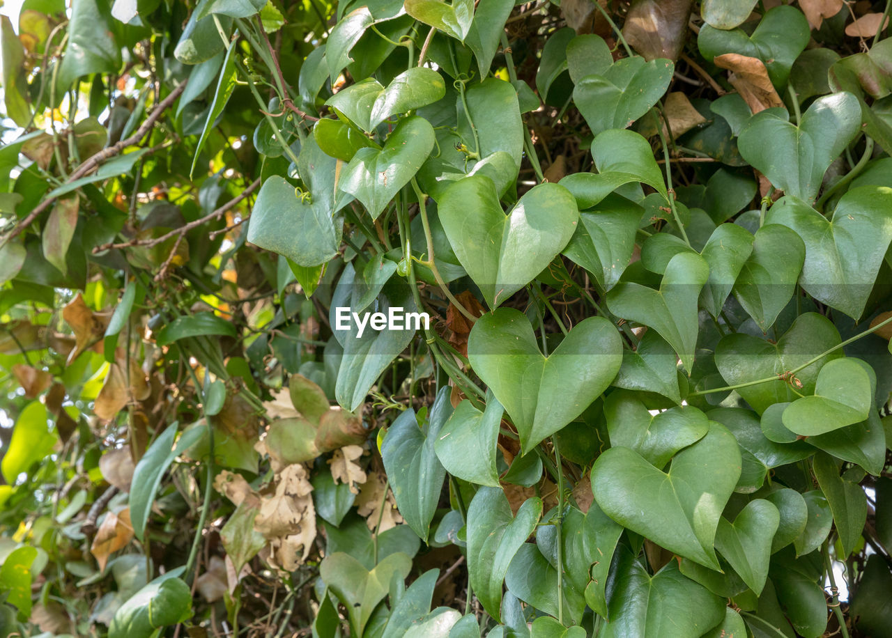 FULL FRAME SHOT OF GREEN LEAVES