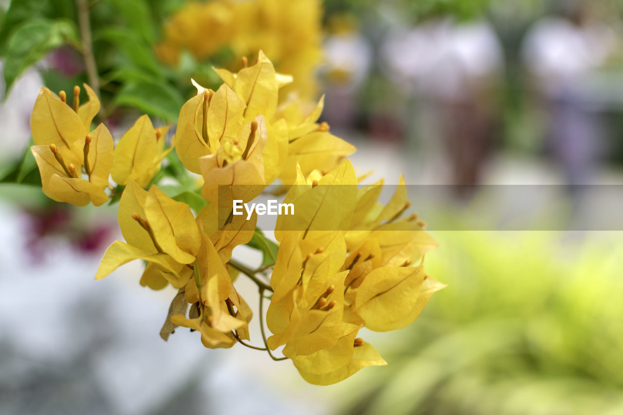 Close-up of yellow flowering plant