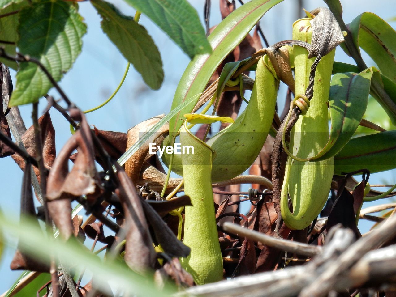 Pitcher plants growing outdoors