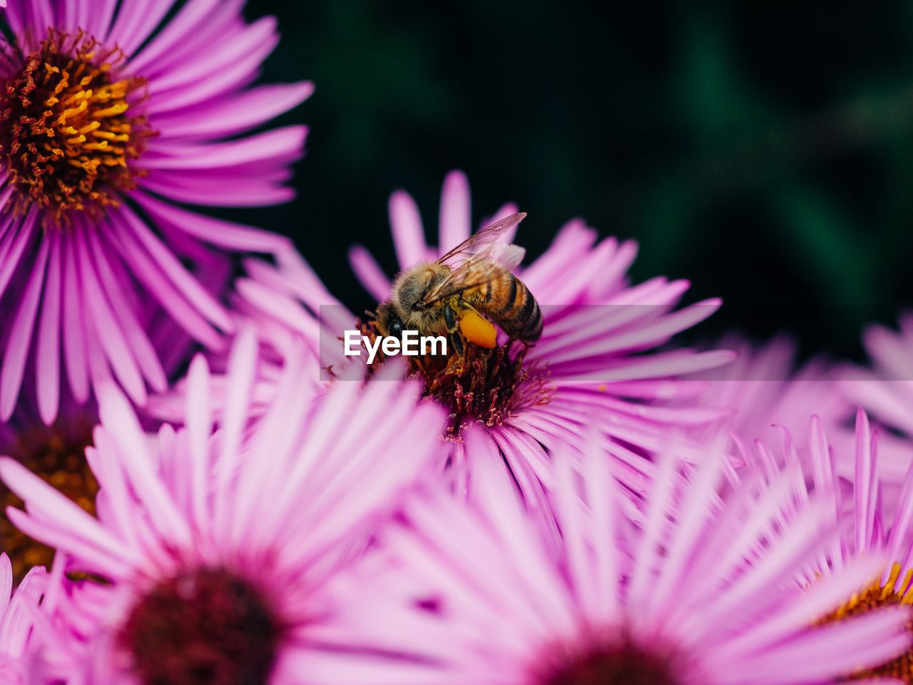 Close-up of bee pollinating on pink flower