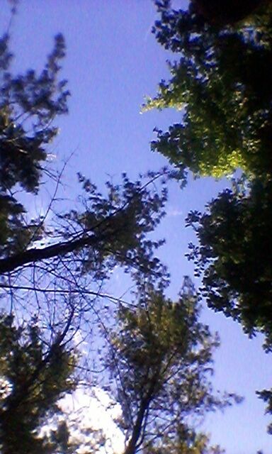 LOW ANGLE VIEW OF TREES AGAINST SKY