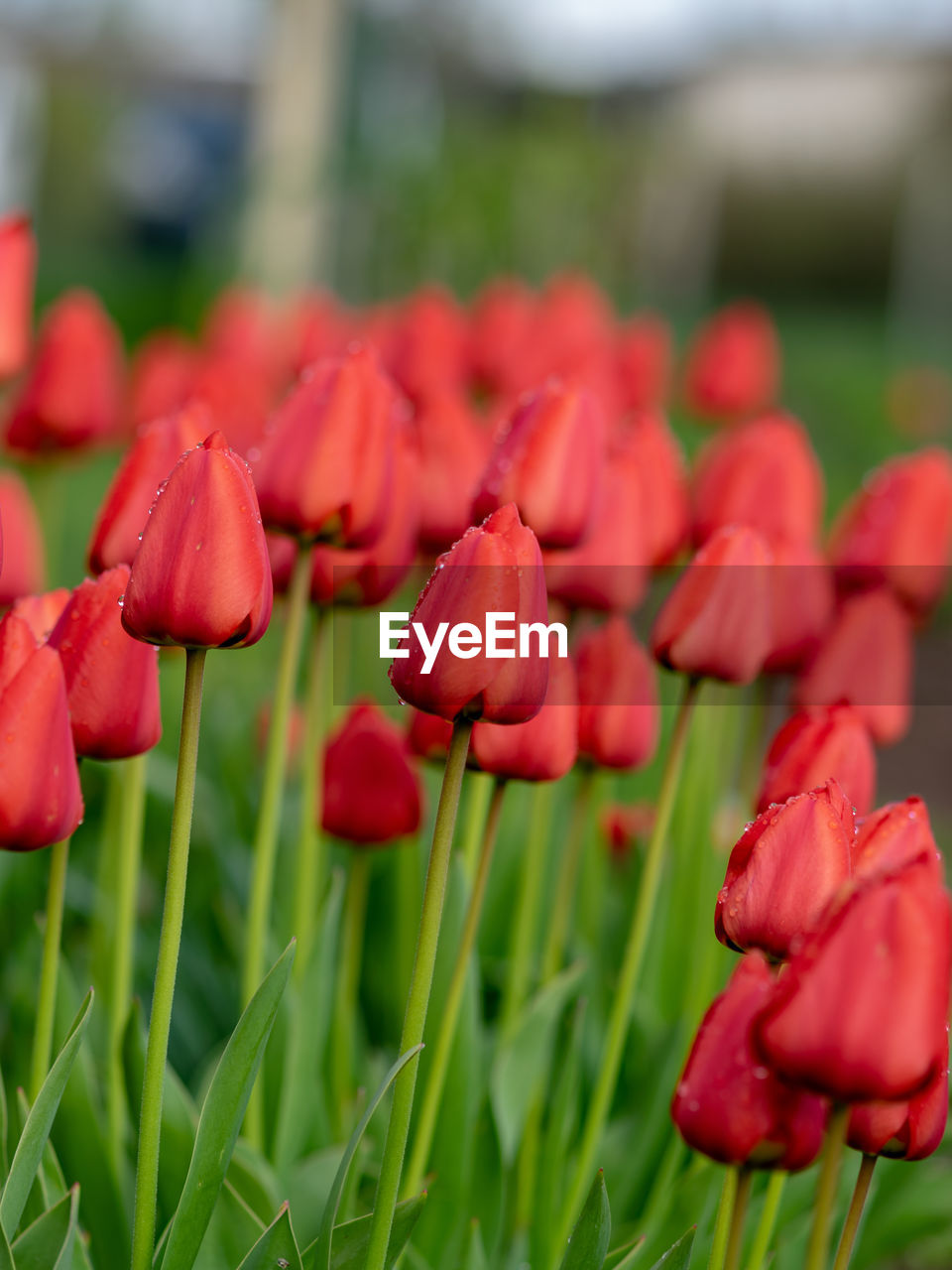plant, flower, flowering plant, beauty in nature, freshness, red, close-up, nature, growth, petal, fragility, flower head, focus on foreground, tulip, inflorescence, no people, springtime, outdoors, green, day, field, grass, land, selective focus, blossom, plant stem, pink